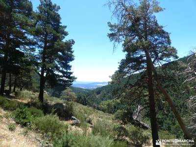 Pinares a la sombra de Peña Quemada; ruta puerto de canencia grupo pequeño senderismo madrid gente p
